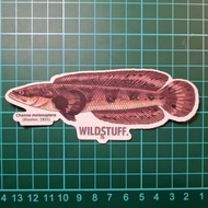 Channa MELANOPTERA STICKER