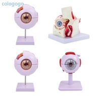 COLO Eyeball Anatomy Model Organs Teaching  Human Eye Anatomy Model