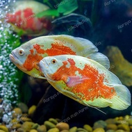 Paket 4 Ekor Ikan Oscar Tiger Albino Size 9-20Cm Kualitas Super