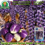 20seeds Organic Purple Brussel Sprout Seeds for Planting Vegetables Seeds for Gardening Mini Purple 