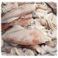 Wild Caught Fresh Squid