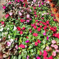 GPS Green Plant Society Live Plant Fresh Impatiens Flower 凤仙花 (Random Colour 颜色随机)