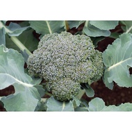 Biji Benih Brokoli Blue Wind Broccoli Seed - 100 Seed