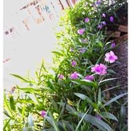 Keratan Ruellia Ungu (10 keratan)