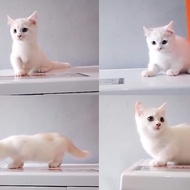kucing bsh munchkin jantan white cream