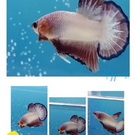 ikan cupang flamingo