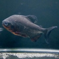Hiasan Aquarium Ikan Black Pacu / Bawal Hitam Ikan predator ikan hias