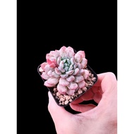 SUCCULENT SUCCULENTS/Succulent Lupine/6CM/SG SELLER /READY STOCK