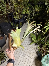 鹿角蕨連木板