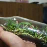 Anggrek Phalaenopsis / Bulan Botol