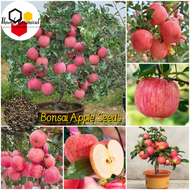 50seeds/pack Bonsai Apple Seeds for Planting Dwarf Apple Tree Seeds Balcony Fruits Potted Live Plants for Sale Real Plants Flower Seed Vegetable Plants Fresh Rare Fruit Tree Seedlings Plant Seeds for Garden