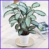 ∇ ◊☜ 【COD】10pcs Rare Calathea Seeds Air Freshening Plants Seeds #SW9