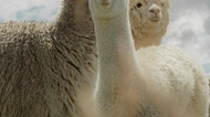 From Seoul: Nami Island + Eobi Valley + Alpaca World + The Garden of Morning Calm Day Tours