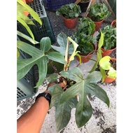 philodendron florida