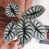 Tanaman hias alocasia dragon silver - Alocasia silver dragon ..