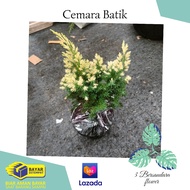 bonsai cemara sinensis (bahan bonsai sinensis mame)