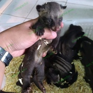 musang pandan baby