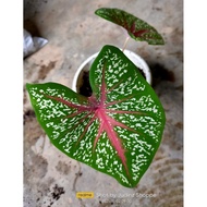 Keladi Kampung Viral/Red Star Caladium/Keladi Murah