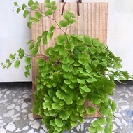 【美葉鐵線蕨(大板)】植物上板 鐵線蕨 觀葉植物 室內植物
