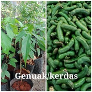 anak pokok genuak atau kerdas