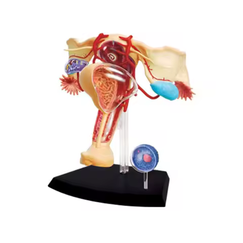 4D MASTER Anatomical Female Reproductive System Anatomy Organs Medical Models Puzzle Assembly Toys