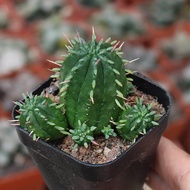 Fire Kirin, Euphorbiaceae, succulent plant, interesting flowering, cactus, cactus, green plant, flow