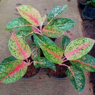 Tanaman Hias Aglaonema Big Roy