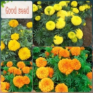 500 mixed color dwarf marigold seeds