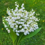 G Sprouts Lily of the Valley Ball Root Four Seasons Flowering Good Nourishing Fragrance Type Lily of