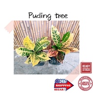 (GG real plant) puding tree ^ pokok puding hidup hiasan rumah live outdoor plant tumbuhan kebun bunga daun kuning