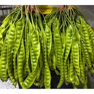 OFFER Petai Mata Besar Petai Fresh Petai Segar Petai Bukit Kampung