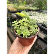 Sedum sarmentosum? *Succulent*