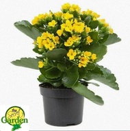 Florist Kalanchoe Yellow Sunset with FREE plastic pot, and garden soil (Indoor Plant, Real Plant, Li