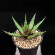 SG3392-聖者錦蘆薈實生株/稀有蘆薈🔥多肉植物小盆栽禮物🔥