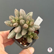 Adromischus Marianae ไม้อวบน้ำ กุหลาบหิน Cactus&amp;Succulent หลากหลายสายพันธุ์