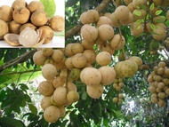 Berjaya Plant Nursery - Pokok Duku Langsat/Dokong(Pokok Buah Hidup/Benih Buah-buahan/Real Live Fruit