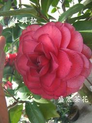 【盛宏茶花】茶花品種︱1呎盆原棵茶花︱紅貝拉NK167-3