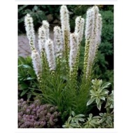 Dense blazing starPristine whiteflower seeds (Blazing stars)