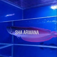 ikan arwana silver ekor merah silver red arwana