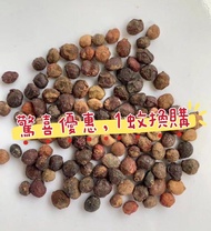 SG2705-🐔1蚊雞換購象足漆樹種子/限時活動🔥多肉植物小盆栽禮物🔥