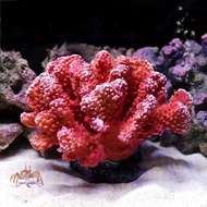 Artificial Red Lotus Coral Reef aquarium Decoration, aquarium Coral Reef aquarium Decoration, aquarium Coral Reef Decoration, Coral Reef aquarium Decoration, aquarium Coral, aquarium Sea Coral