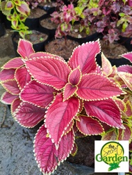 Mayana Coleus Apple Lime (Common Mayana) with FREE plastic pot, and garden soil (Outdoor Plant, Real Plant, Live Plant and Limited Stock) - Plants for Sale