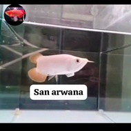 ikan sr ITL semi king arwana super red Chili arwana sr ITL semi king