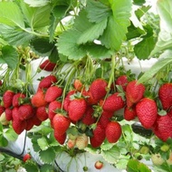 Sale Bibit Buah Strawberry Unggul/Benih Bibit Buah Strawberry . Bisa