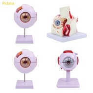 Picbliss Eyeball Anatomy Model for Eye Diseases Study 6X Human Eye Anatomy Model Eye Anatomy Model H