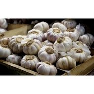 HONAN GARLIC WEIGHT 1KG