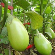 Anak Pokok Terung Bulat green | green Round Eggplant Brinjal