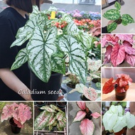 [Fast Grow] Ready Stock 100pcs Mixed Colors Caladium Seeds Benih Bunga Bonsai Rare Flower Seeds Caladium Plant Live Plant Indoor and Outdoor Air Purifying Plant Seeds Ornamental Water Plant Easy To Grow Flowering Plants Seeds for Gardening Home Decoration