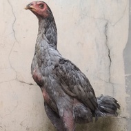 Ayam Betina pakhoy usia 4 bulan