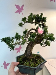 羅漢松盆栽 造型盆景 青瓷盆
